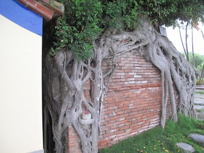 西-錫安祠-舊廟被古榕包覆情形|許吉川|2012/07/07|