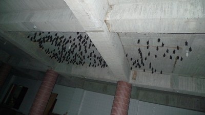 地下室天花板聚集台灣葉鼻蝠