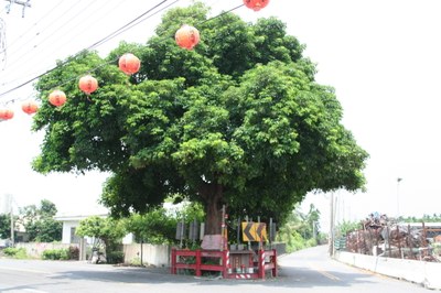 南望安福德祠茄冬神樹(陳進成拍攝－2011.08.05)